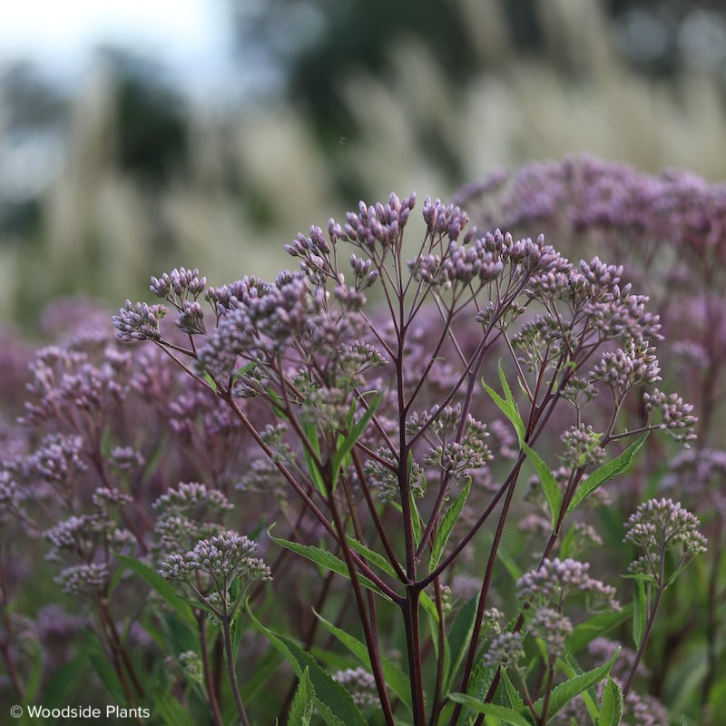 Eupatorium maculatum 'Phantom'