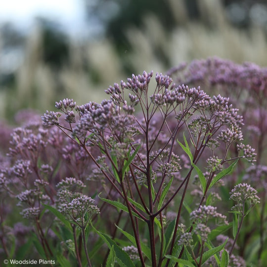 Eupatorium maculatum 'Phantom'