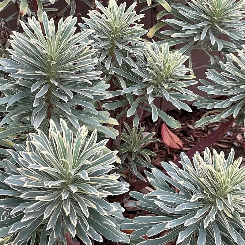 Euphorbia characias 'Glacier Blue'