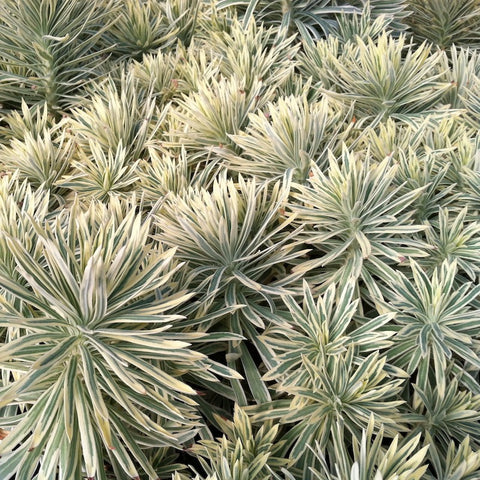 Euphorbia characias 'Tasmanian Tiger'