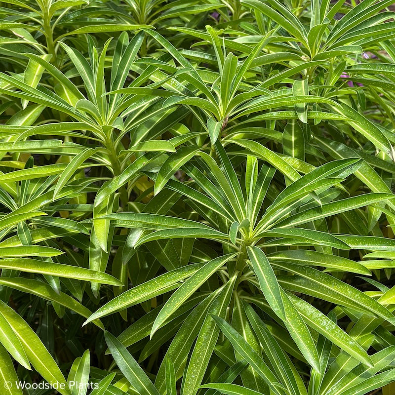 Euphorbia mellifera