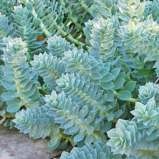 Euphorbia myrsinites