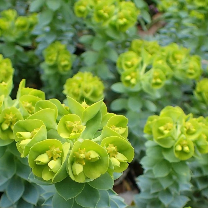 Euphorbia myrsinites