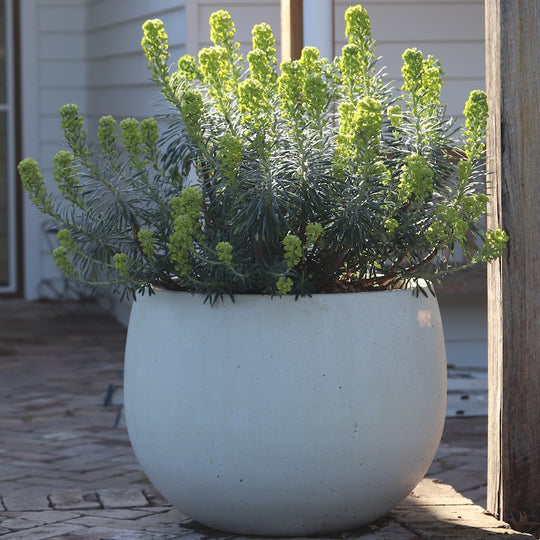 Euphorbia characias subspecies wulfenii