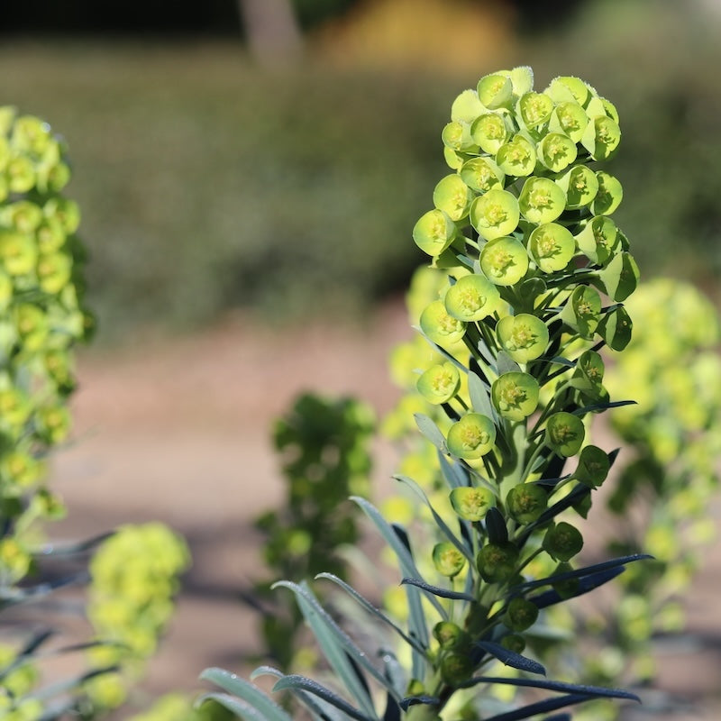 Euphorbia characias subspecies wulfenii