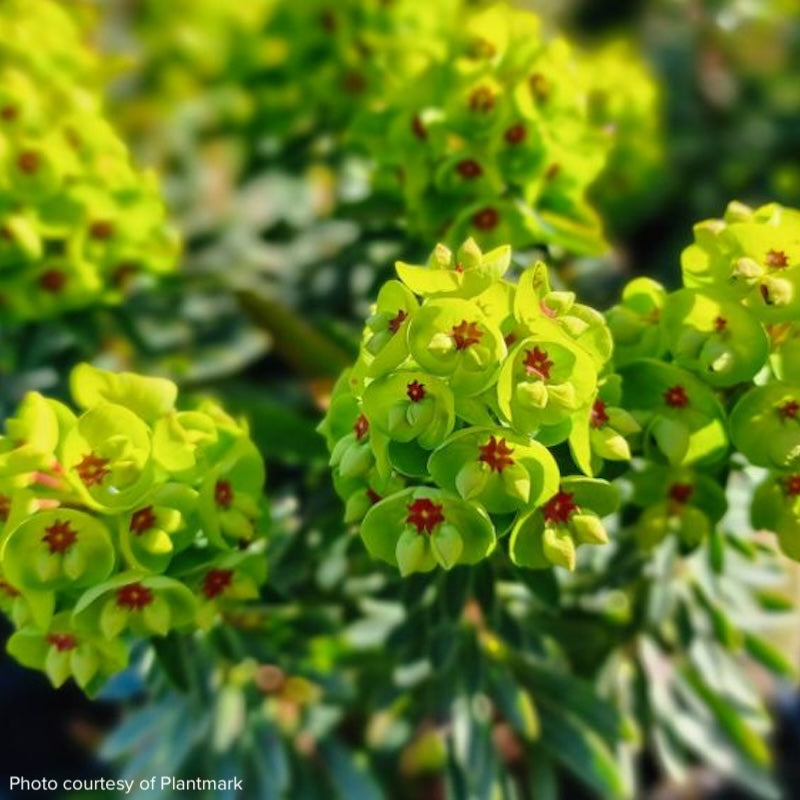 Euphorbia x martinii