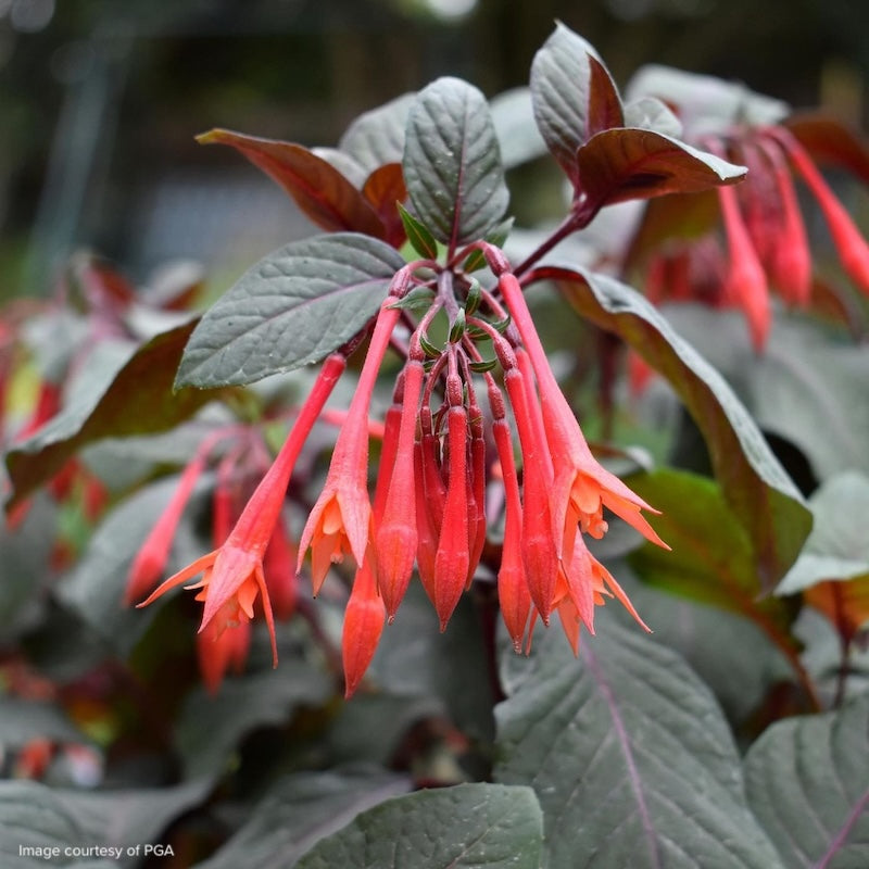 Fuchsia 'Coralle'