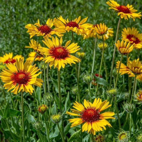 Gaillardia aristata 'Amber Wheels'