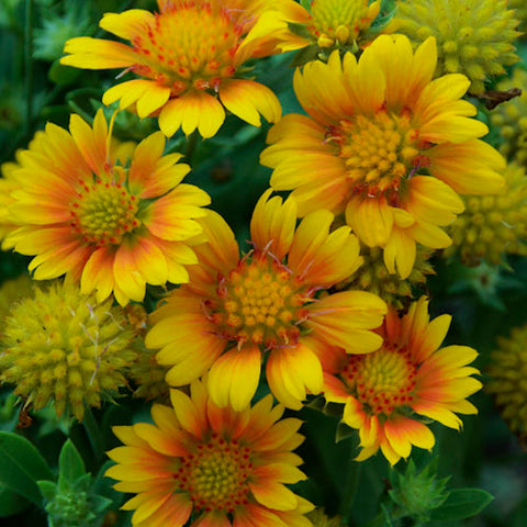 Gaillardia aristata 'Arizona Apricot'