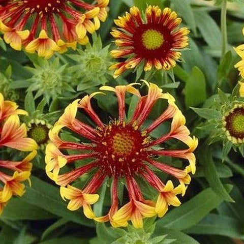 Gaillardia aristata 'Fire Wheels'