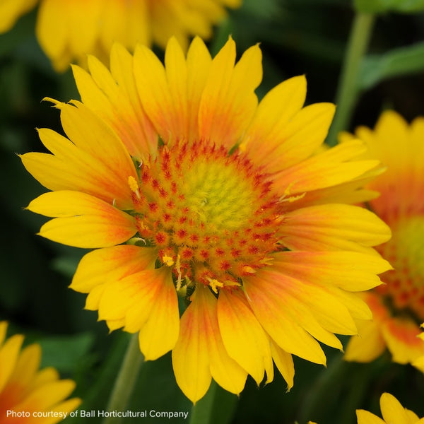 Gaillardia Mesa™ Peach