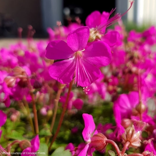 Geranium cantabrigiense 'Intense'