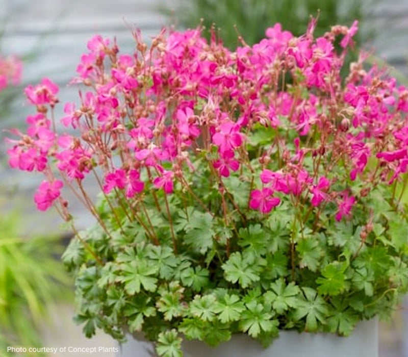 Geranium cantabrigiense 'Intense'