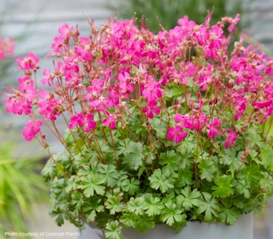 Geranium cantabrigiense 'Intense'