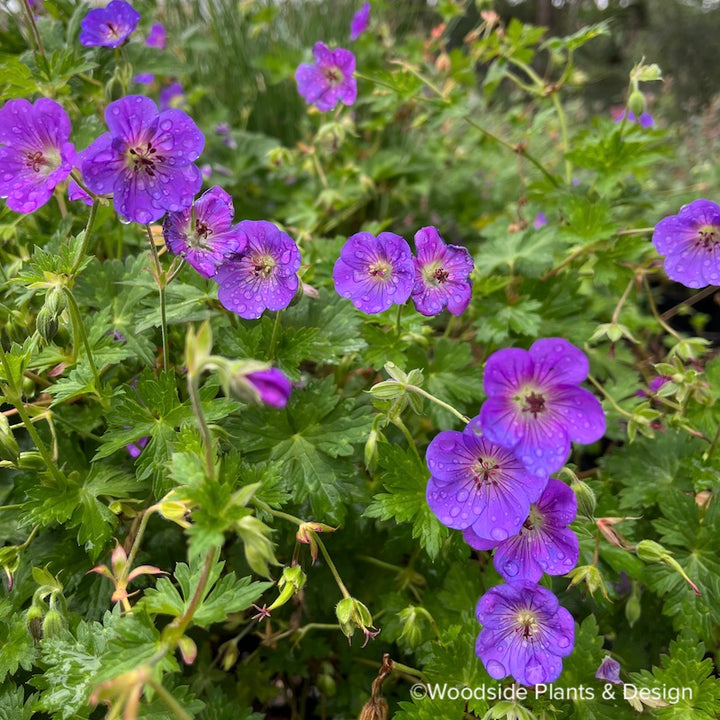 Geranium 'Rozanne' (PBR) – Woodside Plants and Design