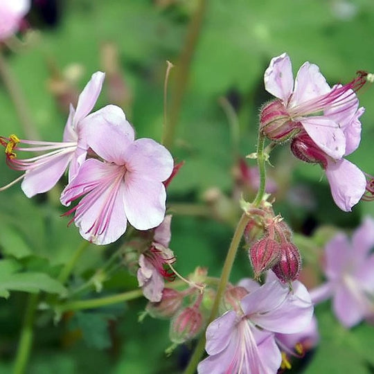 Geranium macrorrhizum 'Ingwersens Variety'