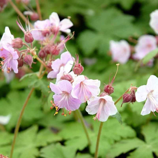 Geranium macrorrhizum 'Ingwersens Variety'