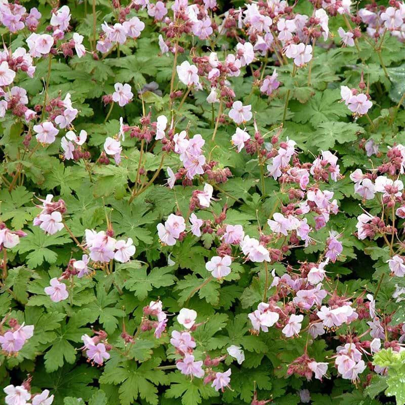 Geranium macrorrhizum 'Ingwersens Variety'