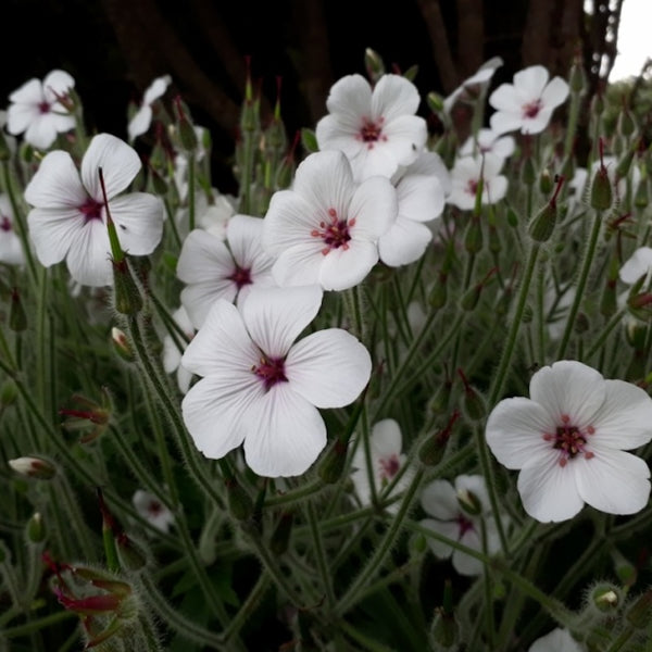 Geranium maderense 'Guernsey White'