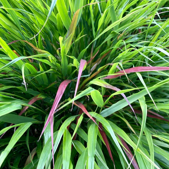 Hakonechloa macra 'Beni-Kaze'