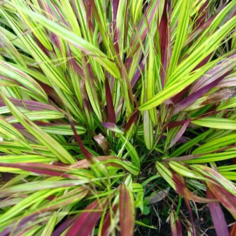 Hakonechloa macra 'Beni-Kaze'