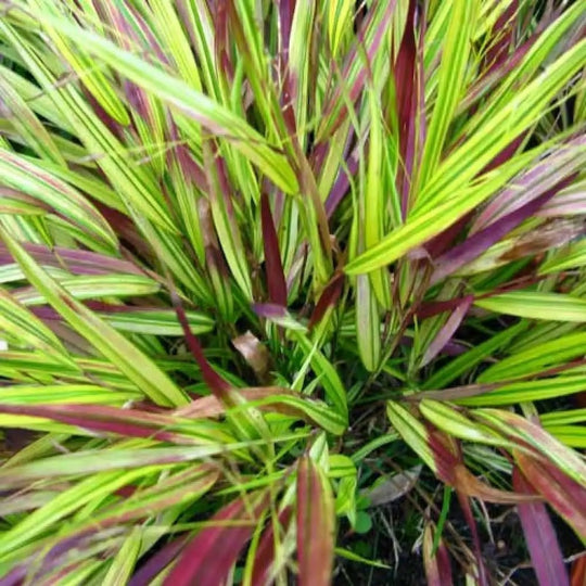 Hakonechloa macra 'Beni-Kaze'