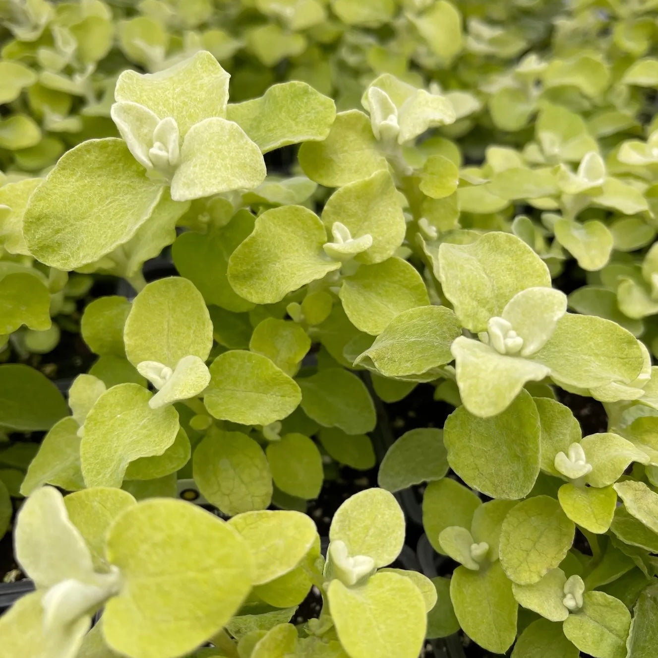 Helichorem Color Helichrysum petiolare 'Limelight' – Woodside Plants and Design
