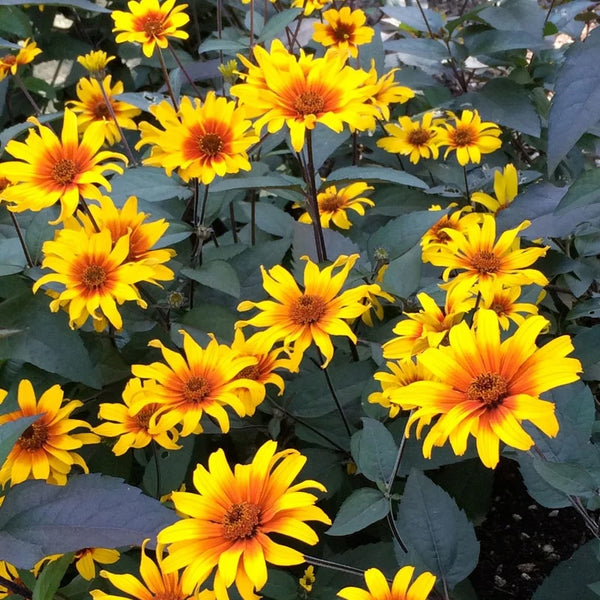 Heliopsis helianthoides var. scabra 'Burning Hearts'