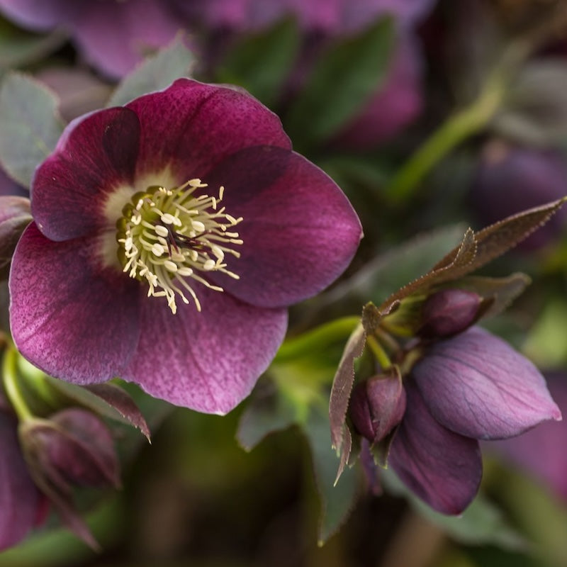 Helleborus x hybridus 'Duke of Burgundy'