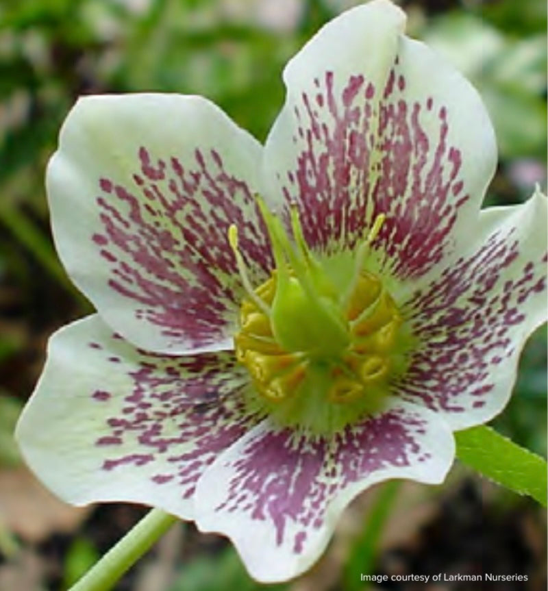Helleborus x hybridus 'Spotted Prince'