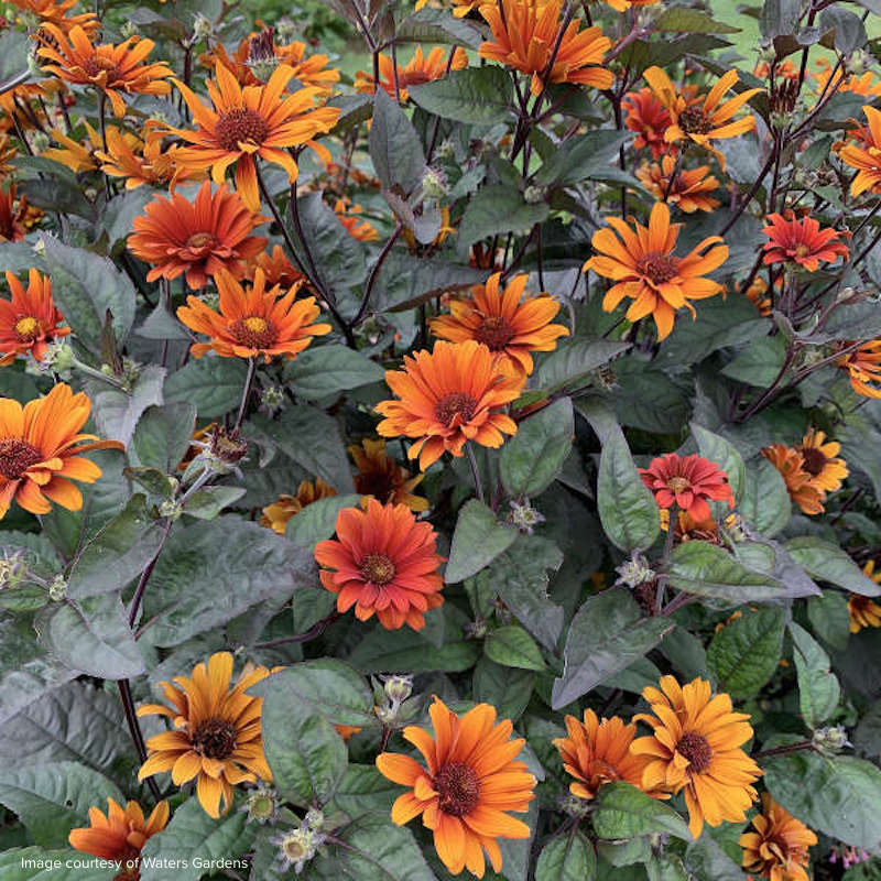 Heliopsis helianthoides var. scabra 'Bleeding Hearts'