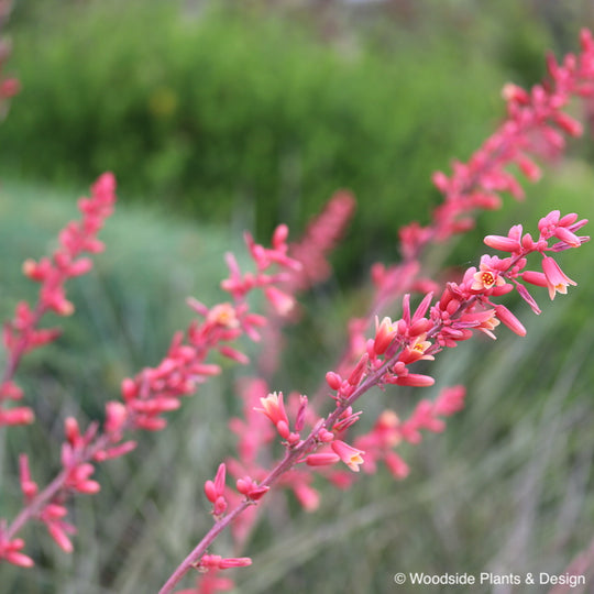 Hesperaloe parviflora