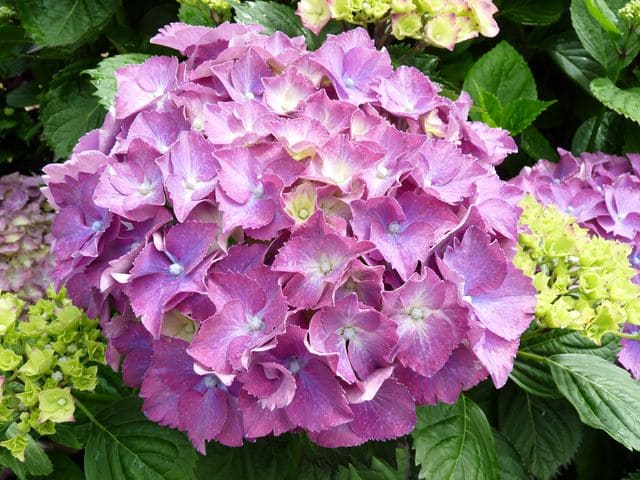 Hydrangea macrophylla 'Président R. Touchard'
