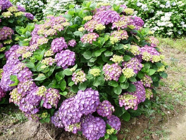 Hydrangea macrophylla 'Président R. Touchard'
