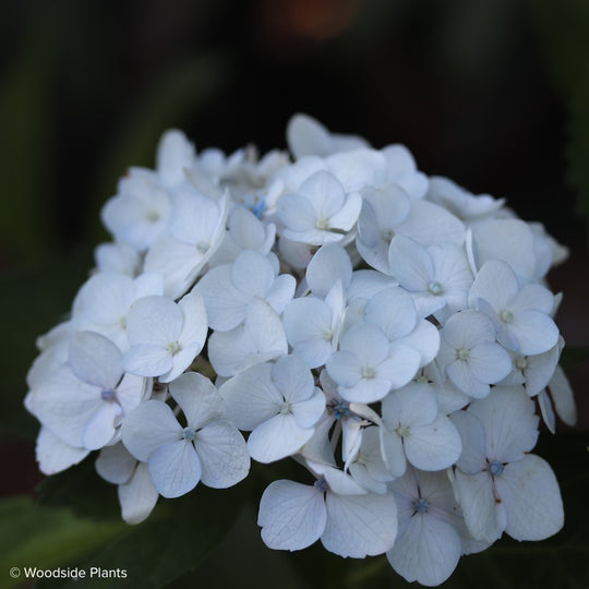 Hydrangea macrophylla 'Agnes Pavelli'