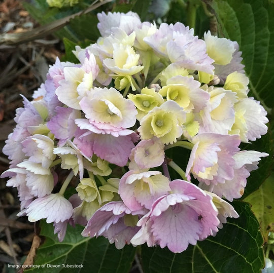 Hydrangea macrophylla ‘Amethyst’