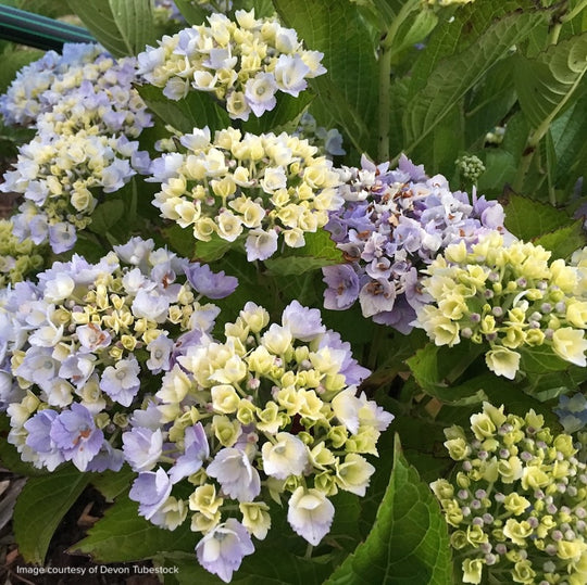 Hydrangea macrophylla ‘Amethyst’