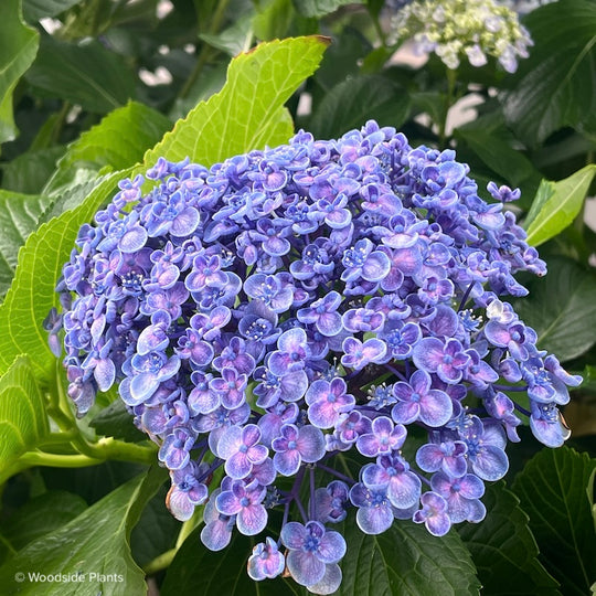 Hydrangea macrophylla ‘Ayesha’