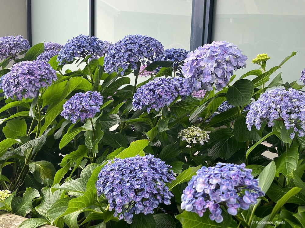 Hydrangea macrophylla ‘Ayesha’