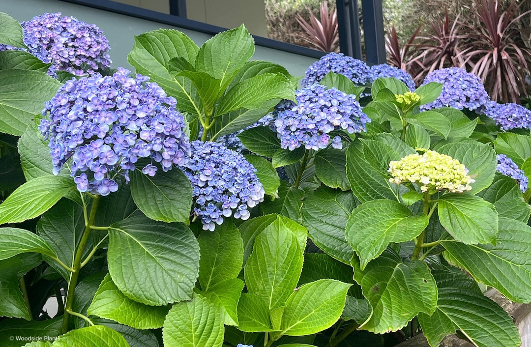 Hydrangea macrophylla ‘Ayesha’
