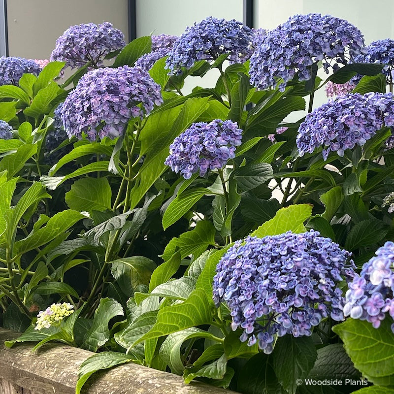 Hydrangea macrophylla ‘Ayesha’