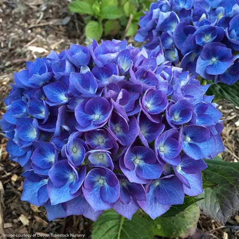 Hydrangea macrohpylla 'Enziandom'
