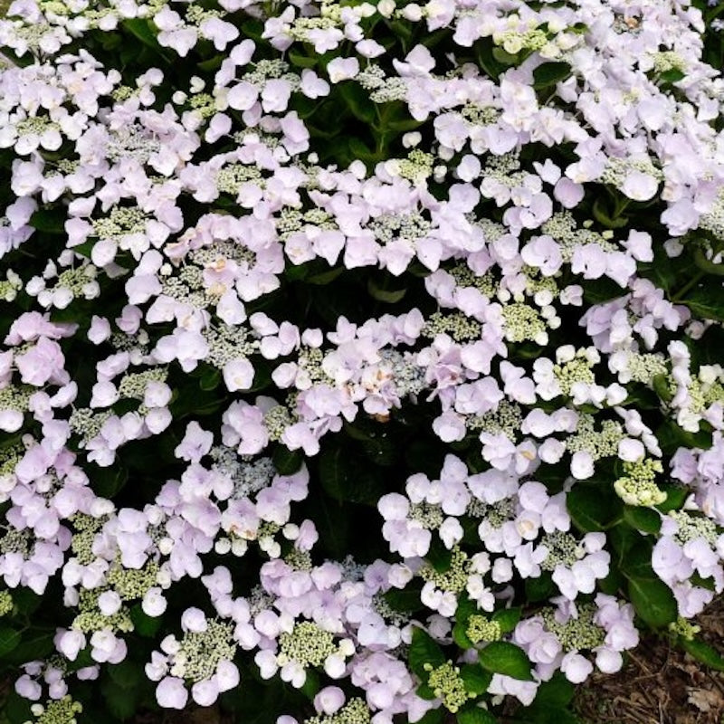 Hydrangea macrophylla 'Hobella'