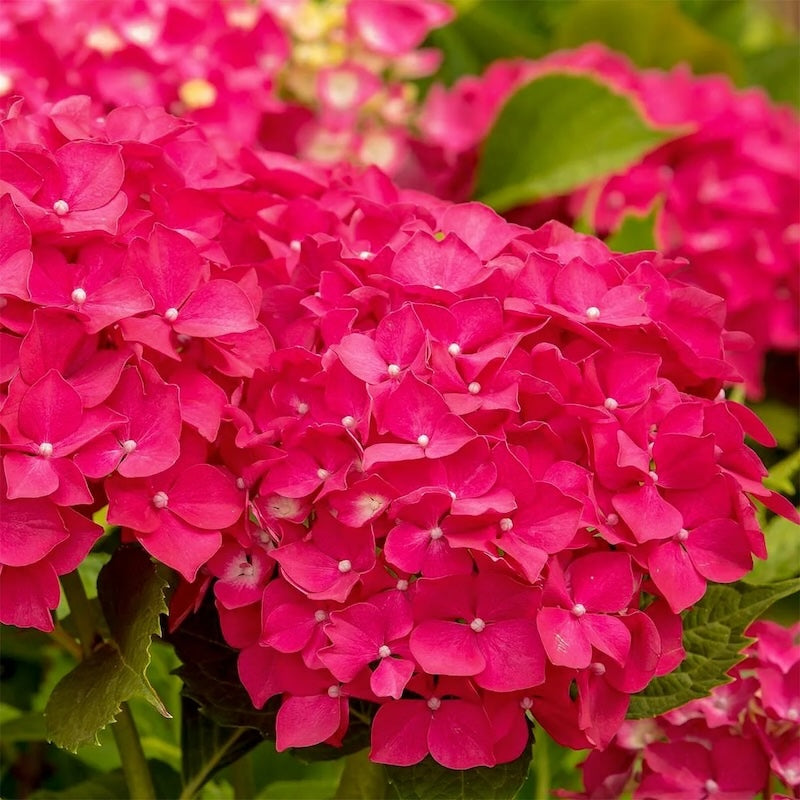 Hydrangea macrophylla 'Leuchtfeuer'