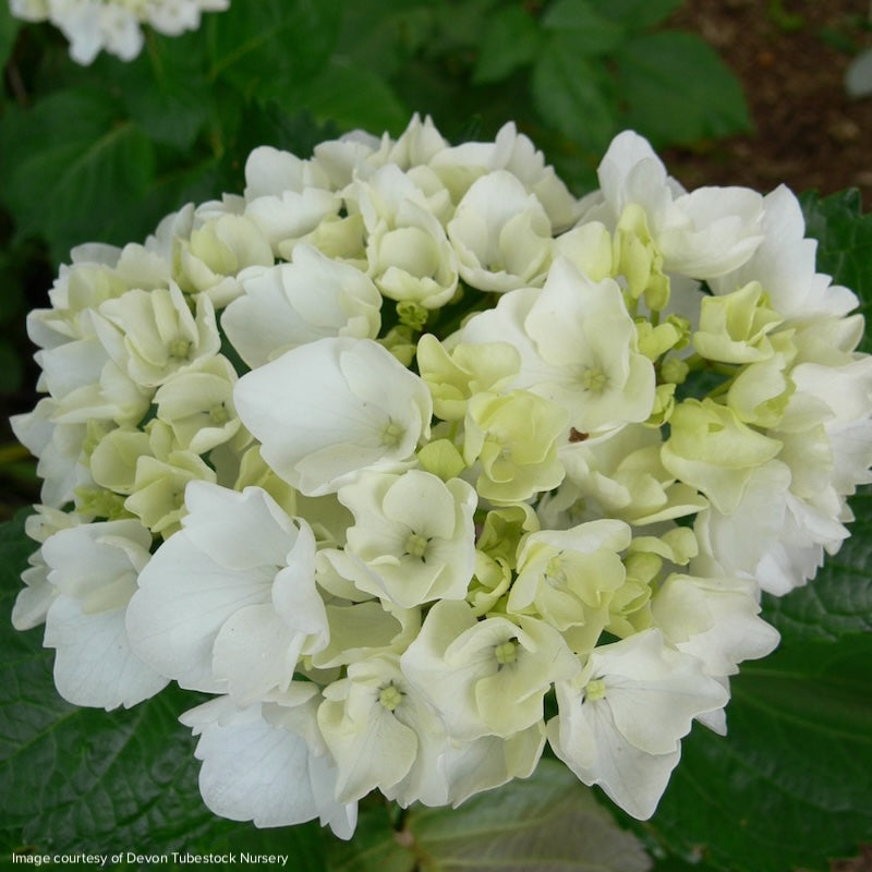 Hydrangea macrophylla 'Madam Emile Mouillere'