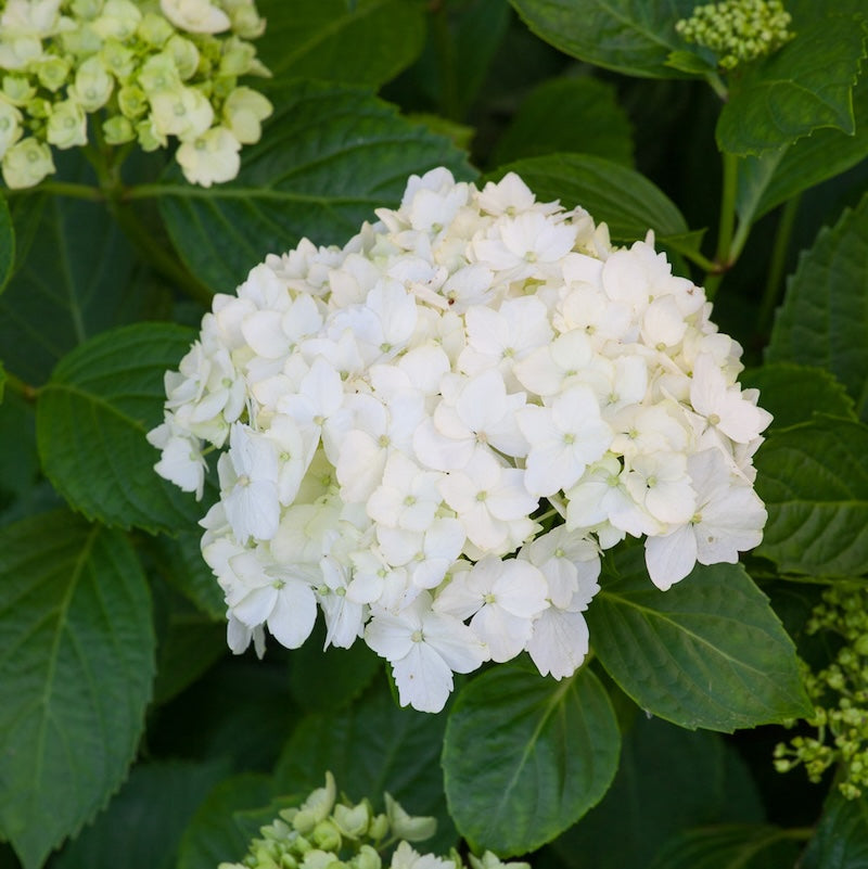 Hydrangea macrophylla 'Madam Emile Mouillere'