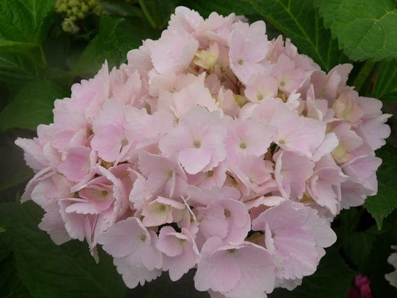 Hydrangea macrophylla 'Marie Claire'