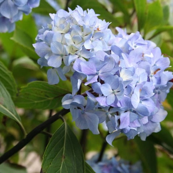 Hydrangea macrophylla 'Nigra'