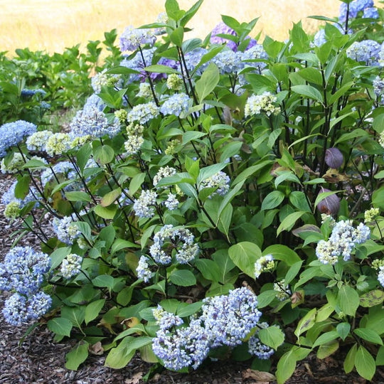Hydrangea macrophylla 'Nigra'