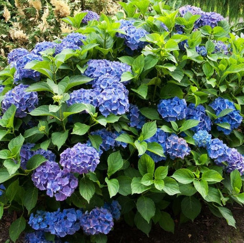 Hydrangea macrophylla 'Renate Steiniger'